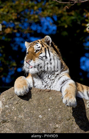 Siberian tigre di Amur Foto Stock