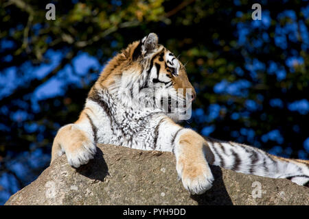 Tigre di Amur sat su roccia Foto Stock