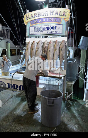 Pescatore commerciale sfilettatura il pescato del giorno al porto a piedi Marina dove il Destin Florida flotta da pesca legare e vendono il loro pesce fresco. Foto Stock