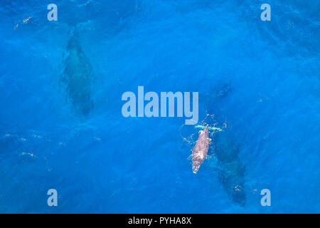 Vista aerea del baby balena con la mamma in St Lucia, Sud Africa, uno dei top Tour Safari destinazioni. Copia dello spazio. Mare blu sullo sfondo. Foto Stock