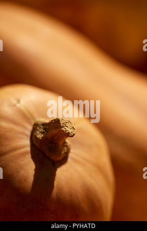 Grandi butternut zucche, talvolta chiamato midollo, in corrispondenza di un bordo strada azienda nel mercato Amish Country, Lancaster County, Pennsylvania, STATI UNITI D'AMERICA Foto Stock