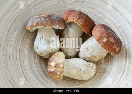 Quattro bell esemplare di Boletus edulis, funghi selvatici commestibili, appena raccolto e messo in grigio cesto in vimini, vista da sopra Foto Stock