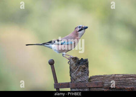 Eurasian Jay (Garrulus glandarius) sulla porta vecchia Foto Stock