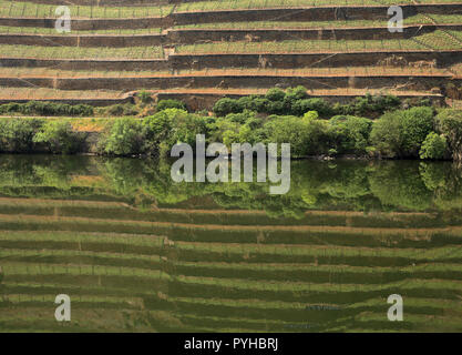 Il Portogallo Douro, Pinhao. Dettaglio del fiume Douro con vigneti in riflessi sull'acqua. UNESCO - Sito Patrimonio dell'umanità. Foto Stock