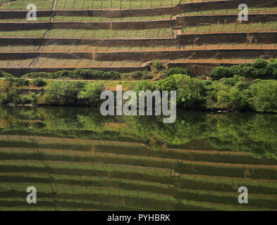 Il Portogallo Douro, Pinhao. Dettaglio del fiume Douro con vigneti in riflessi sull'acqua. UNESCO - Sito Patrimonio dell'umanità. Foto Stock