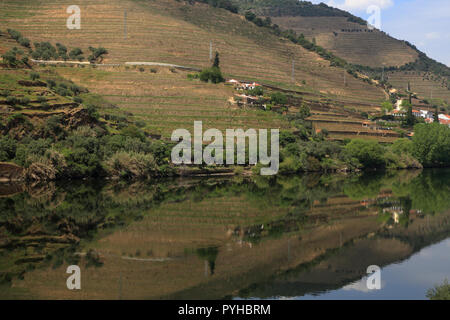 Il Portogallo Douro, Pinhao. Dettaglio del fiume Douro con vigneti in riflessi sull'acqua. UNESCO - Sito Patrimonio dell'umanità. Foto Stock