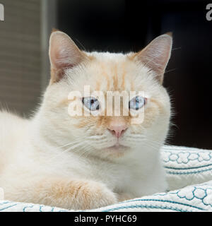 Un bianco flamepoint gatto siamese gatto con gli occhi blu Foto Stock