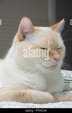 Un bianco flamepoint gatto siamese gatto con gli occhi blu Foto Stock