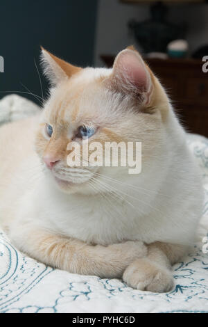 Un bianco flamepoint gatto siamese gatto con gli occhi blu Foto Stock