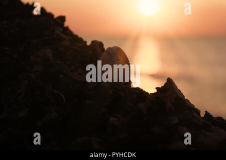 Conchiglia di mare con le valvole aperte sulla roccia nella parte anteriore del tramonto sul mare Foto Stock