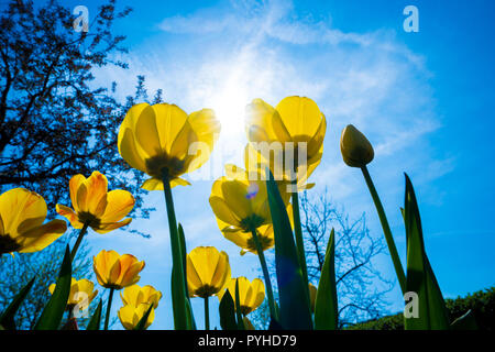 Vista tulipani fiori da sotto Foto Stock