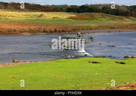 Un molto vecchio di legno weir ora in uno stato di degrado mantenendo un elevato livello di acqua nel fiume raggiunge a Ogmore village vicino a Bridgend. Foto Stock