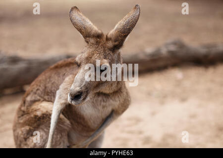 Canguro, Brisbane-Australia Foto Stock