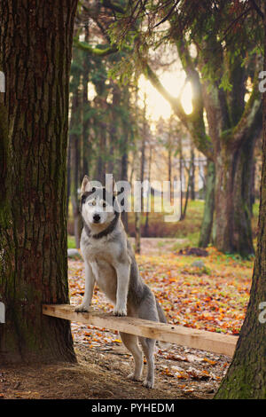 Husky razza cane zampe su una panchina tra gli alberi. Foto Stock