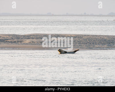 Guarnizione comune in appoggio sulle piane di marea del mare di Wadden vicino a Terschelling, Paesi Bassi Foto Stock