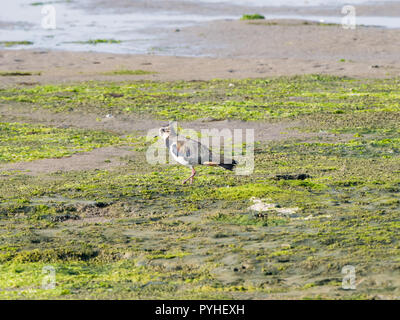 Pavoncella, Vanellus vanellus, passeggiate sul sale di marsh Waddensea a bassa marea, Paesi Bassi Foto Stock