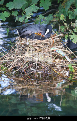 Comune (moorhen Gallinula chloropus) sul nido alimentando il suo giovane. Foto Stock