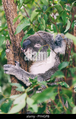 Il koala II dormire Foto Stock