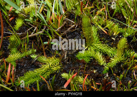 Lycopodiella inundata (marsh club moss) è un club con moss circumpolare circumboreal e distribuzione. Cresce in habitat umido compreso tundra bagnata. Foto Stock