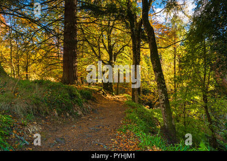 Un sentiero attraverso autunnale di bosco di latifoglie in Moray, Scozia. Il 20 ottobre 2018 Foto Stock