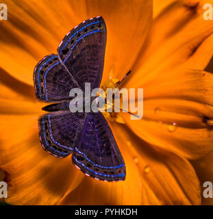 Piccola farfalla Metalmark probabilmente una Charis anius su un fiore giallo Foto Stock