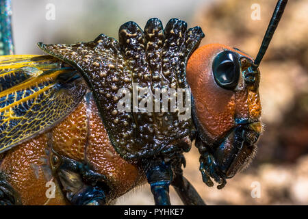 Close up colpo alla testa di un gigante di grasshopper (Tropidacris cristata) insetto Foto Stock