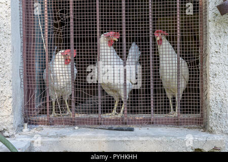 Tre pollo bianco dietro una finestra sbarrata Foto Stock