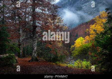 Belli i colori della foresta falll. Pirenei, Spagna Foto Stock