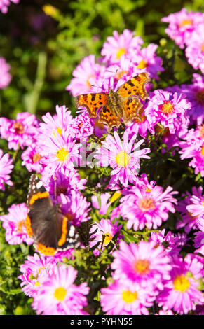 Una virgola butterfly (Polygonia c-album) e Red Admiral (Vanessa Atalanta) alimentazione su fiori in Holehird Gardens, Windermere, RU. Foto Stock