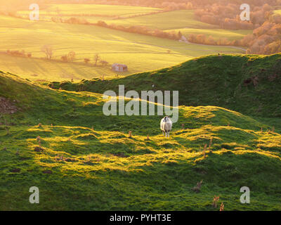 Unica pecora retroilluminato in golden luce della sera con campi di rotolamento al di là nel North Pennines Cumbria, England, Regno Unito Foto Stock