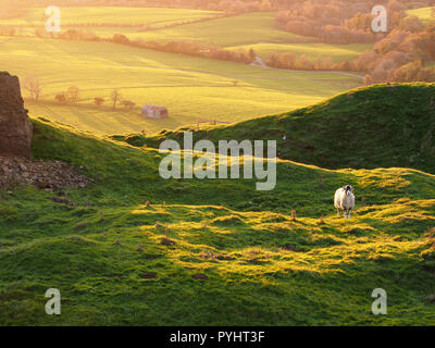 Unica pecora retroilluminato in golden luce della sera con campi di rotolamento al di là nel North Pennines Cumbria, England, Regno Unito Foto Stock