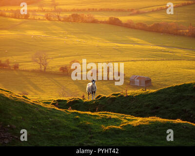 Unica pecora retroilluminato in golden luce della sera con campi di rotolamento al di là nel North Pennines Cumbria, England, Regno Unito Foto Stock