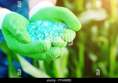 Agricoltore tenere fertilizzanti nelle sue mani con steli di mais in background. Impianti di alimentazione di cura e il concetto di protezione Foto Stock