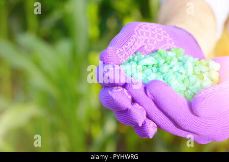 Agricoltore tenere fertilizzanti nelle sue mani con steli di mais in background. Crop Protection e concetto di alimentazione Foto Stock