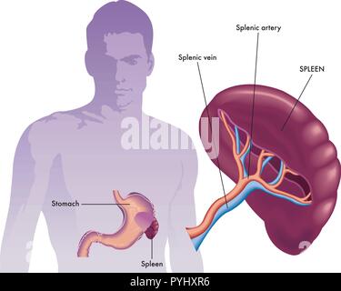 Illustrazione medica della milza e la sua posizione nel corpo umano Illustrazione Vettoriale