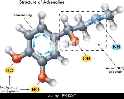 Illustrazione medica della struttura di adrenalina Illustrazione Vettoriale