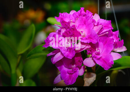 Profumo di rosa ibrido Cattleya orchid fiore nel giardino, sfondo floreale Foto Stock