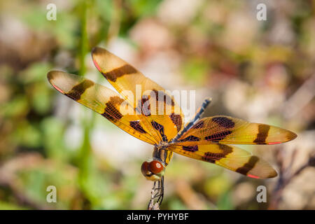 Close up di Halloween Pennant (Celithemis eponina) dragonfly Foto Stock