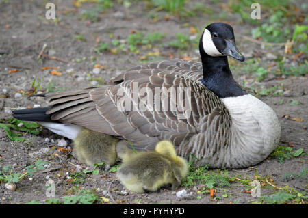 Canada Goose con i suoi giovani Foto Stock