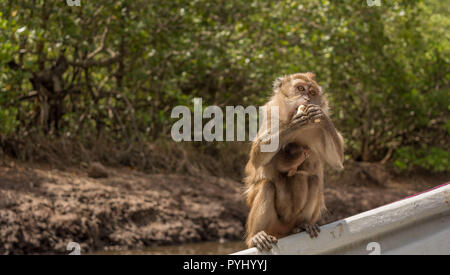 Monkey e Baby mangiare sul bordo in barca Foto Stock