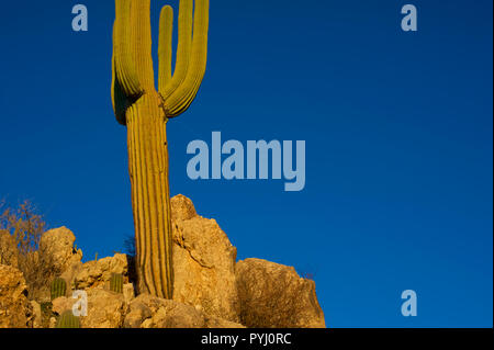 Cerca fino a Contrail nel cielo blu con grandi cactus Saguaro e rocce in primo piano Foto Stock