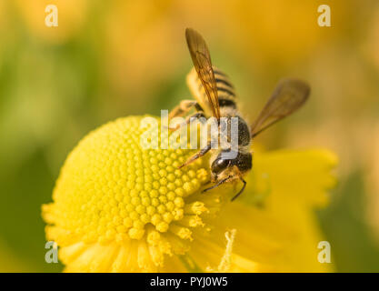 Un solitario Leafcutter Bee (Megachile) raccogliendo il nettare che il polline di un giallo fiore Sneezeweed (Helenium autumnale) Foto Stock