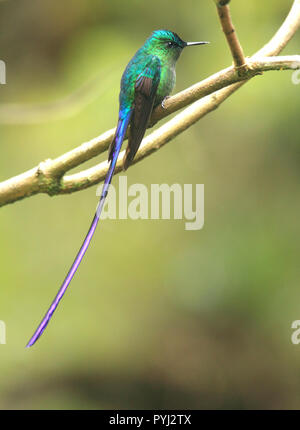 Bella e lunga coda maschio sylph hummingbird appollaiato nel suo habitat naturale della foresta pluviale tropicale. Foto Stock