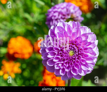 Viola Bianco dahlia nel Parco giorno close up Foto Stock