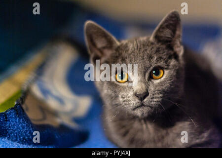 Gatto Foto Stock