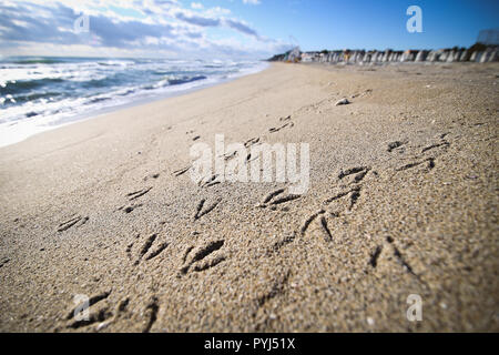 Seagull tracce sulla sabbia di un mare Nero beach durante una giornata di sole Foto Stock