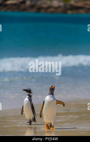 Gentoo e i pinguini di Magellano, nuova isola, Isole Falkland. Foto Stock