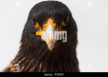 Caracara striato, nuova isola, Isole Falkland. Foto Stock