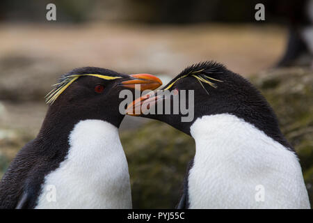 Pinguino saltaroccia colonia, nuova isola, Isole Falkland. Foto Stock