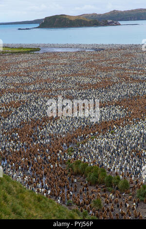 Re pinguino, Salisbury Plain, Georgia del Sud, l'Antartide. Foto Stock